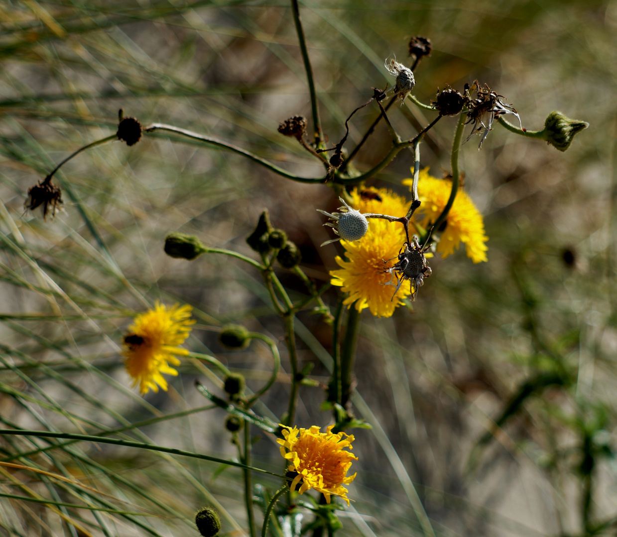 Blümchen in den Dünen