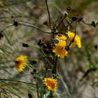 Blümchen in den Dünen