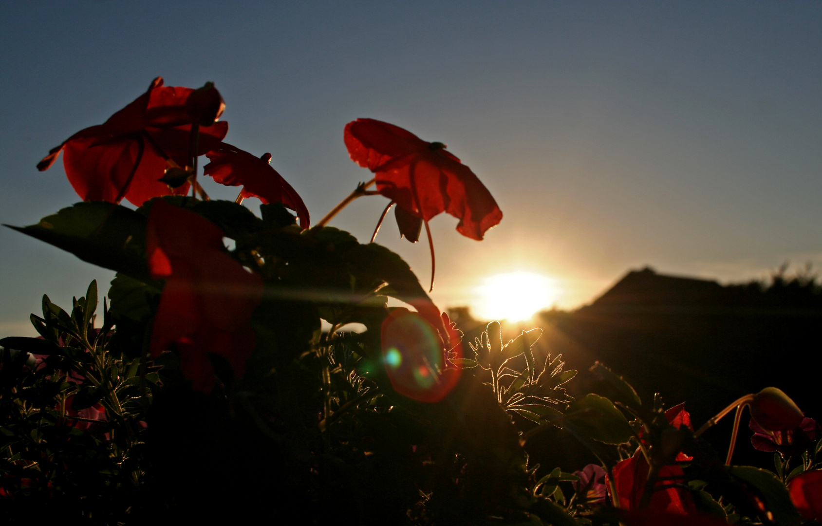 Blümchen in der Abendsonne