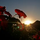 Blümchen in der Abendsonne