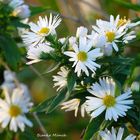  Blümchen in der Morgensonne