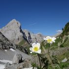 Blümchen in der Nähe des...