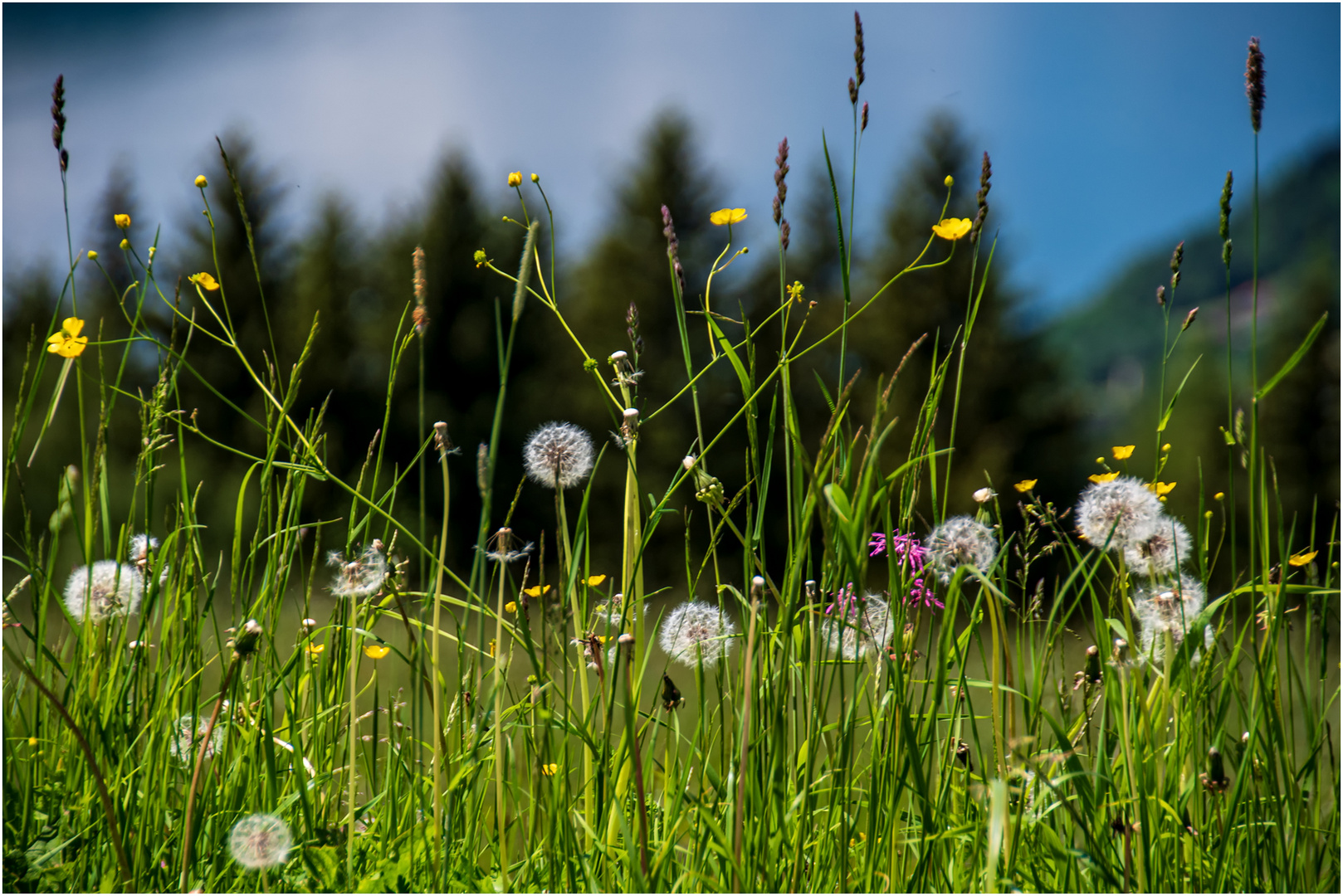 Blümchen in der Natur