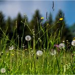 Blümchen in der Natur