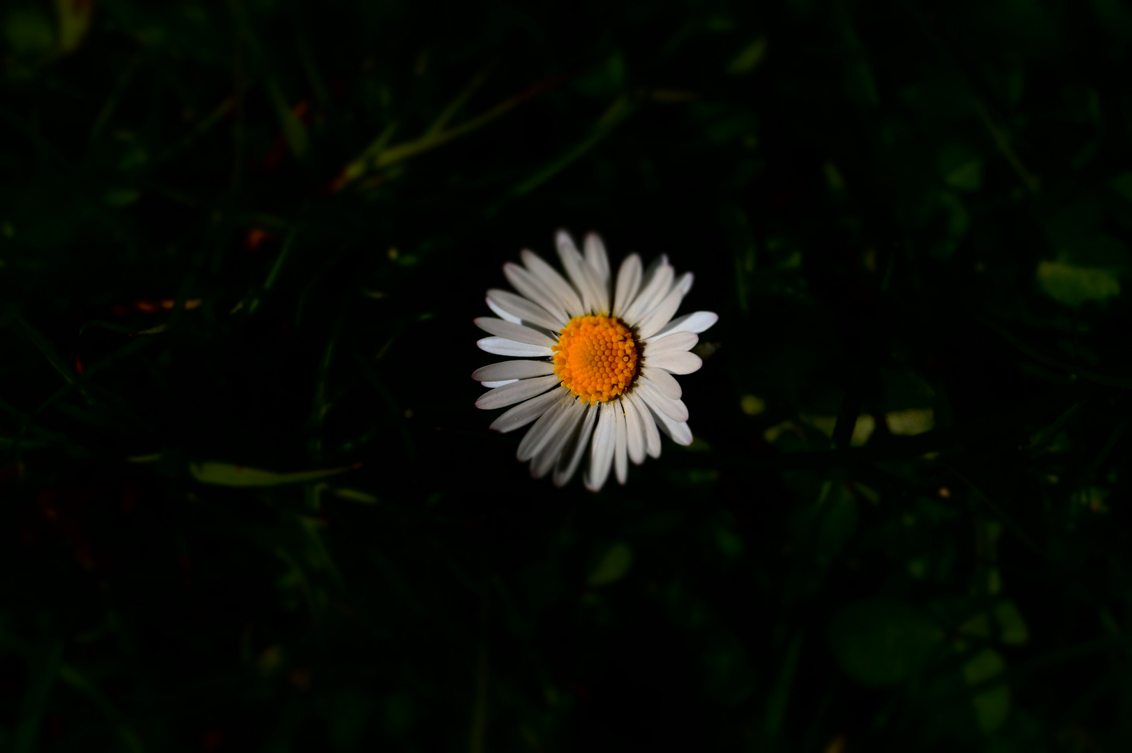 Blümchen in der Sonne