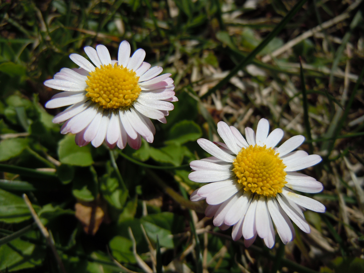 Blümchen in der Sonne