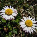 Blümchen in der Sonne