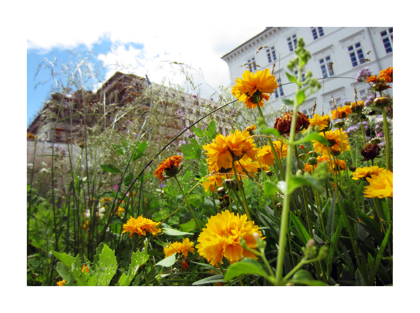 Blümchen in der Stadt