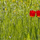 Blümchen in der Wiese...