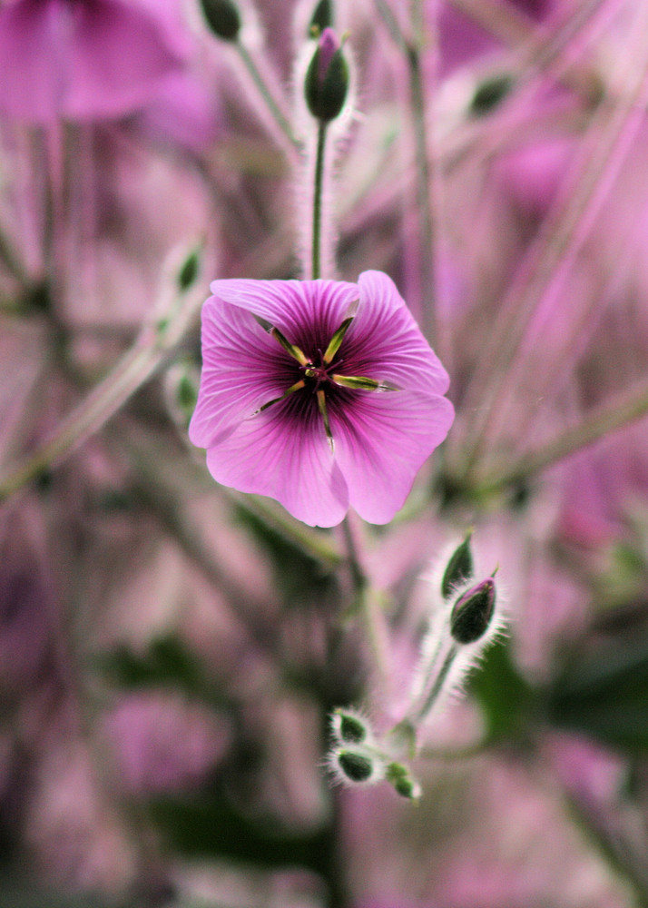 Blümchen in der Wihlema