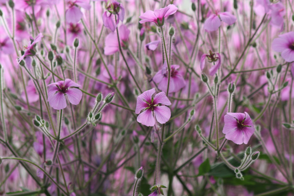 Blümchen in der Wilhelma