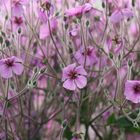 Blümchen in der Wilhelma