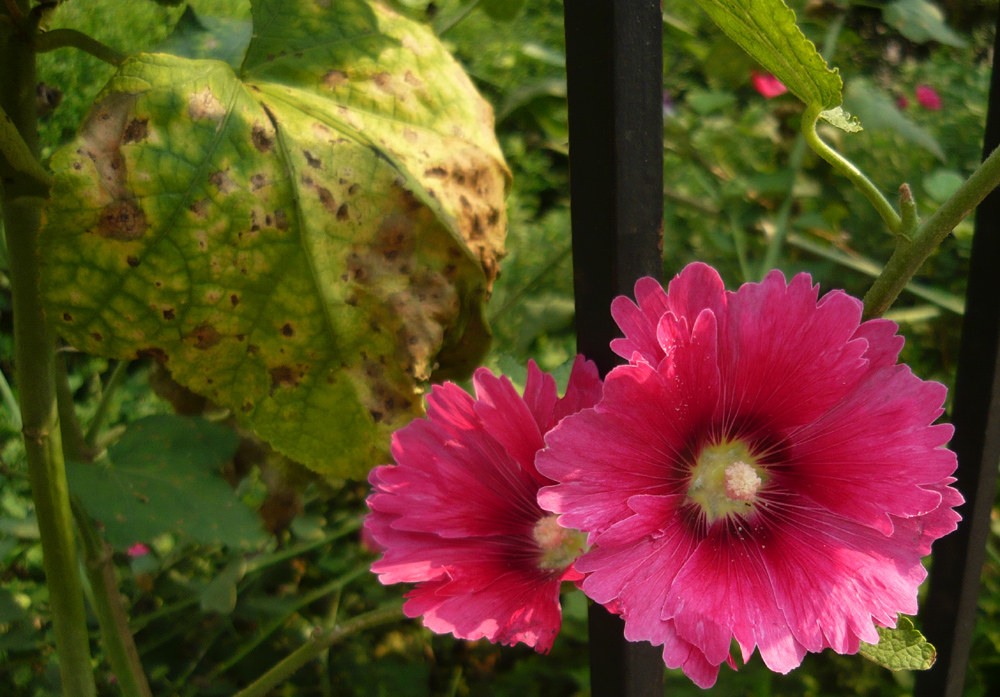 Blümchen in einem verwilderten Garten