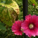 Blümchen in einem verwilderten Garten