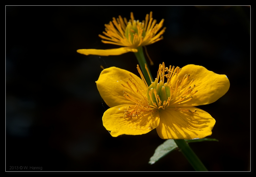 Blümchen in Gelb :-)