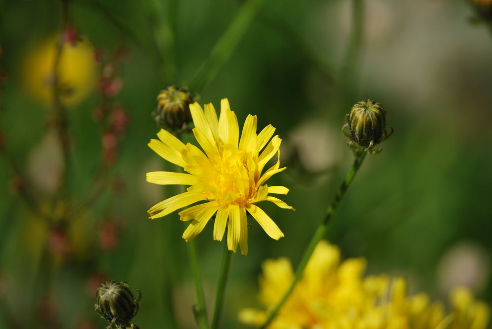 Blümchen in Gelb