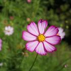 Blümchen in Muttis Garten