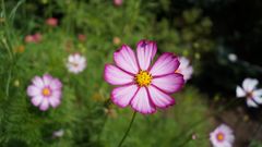 Blümchen in Muttis Garten