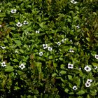 Blümchen in Norwegen