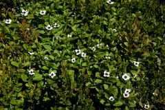 Blümchen in Norwegen