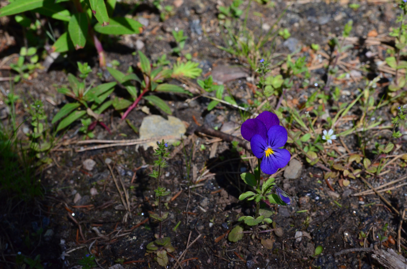 Blümchen in Norwegen