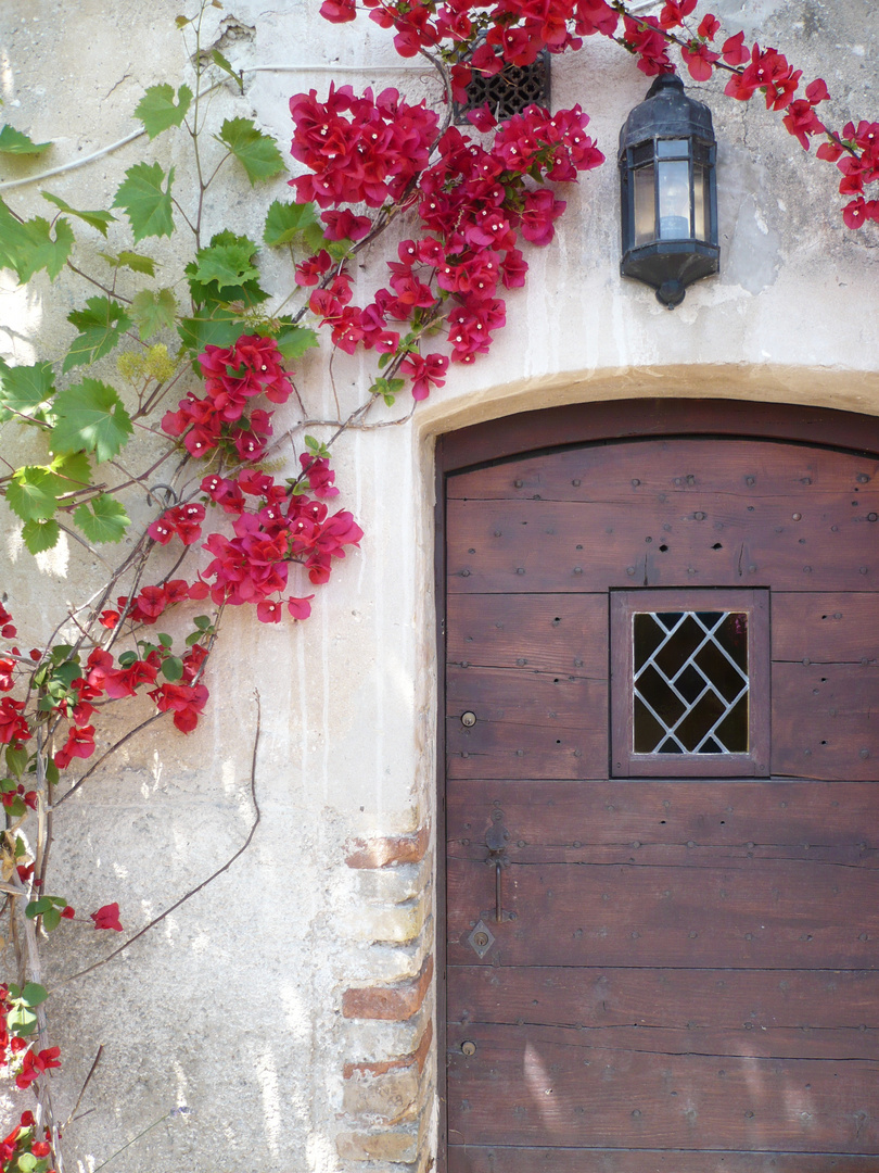 Blümchen in Saint-Paul-de-Vence