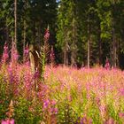 Blümchen in Wald