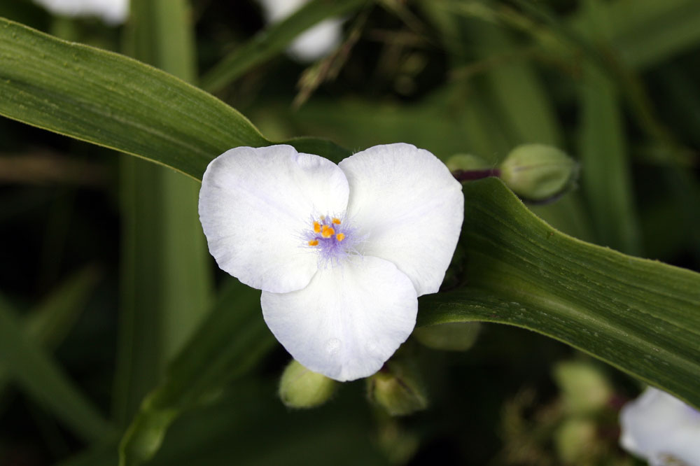 Blümchen in weiß