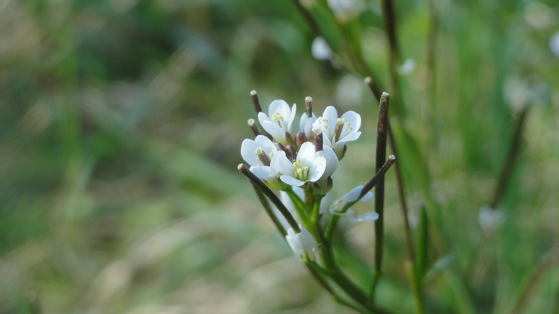 blümchen in weiss