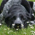 ....Blümchen inhallieren.....