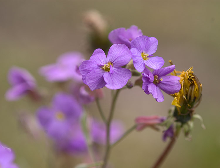 Blümchen IV