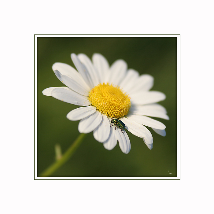 Blümchen-Käferchen-Sommer-Klischee ;-)