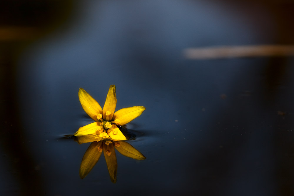 Blümchen lernt schwimmen