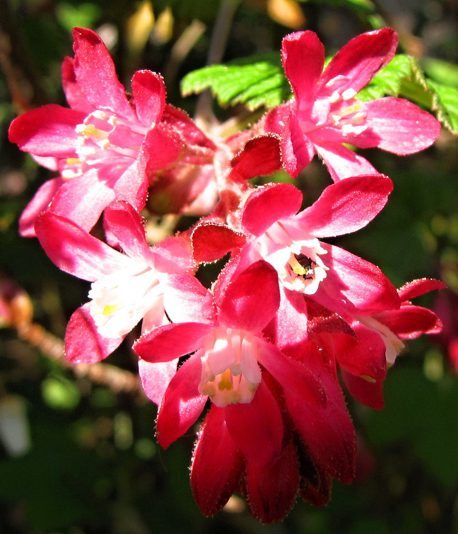  Blümchen lichtdurchflutet