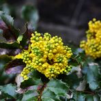 Blümchen Marke unbekannt