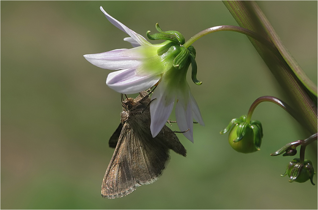  Blümchen mit Anhang