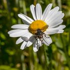 Blümchen mit Auusicht