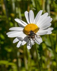 Blümchen mit Auusicht