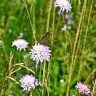 Blümchen mit Besuch