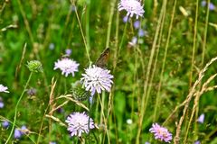 Blümchen mit Besuch