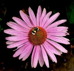 Blümchen mit Besuch