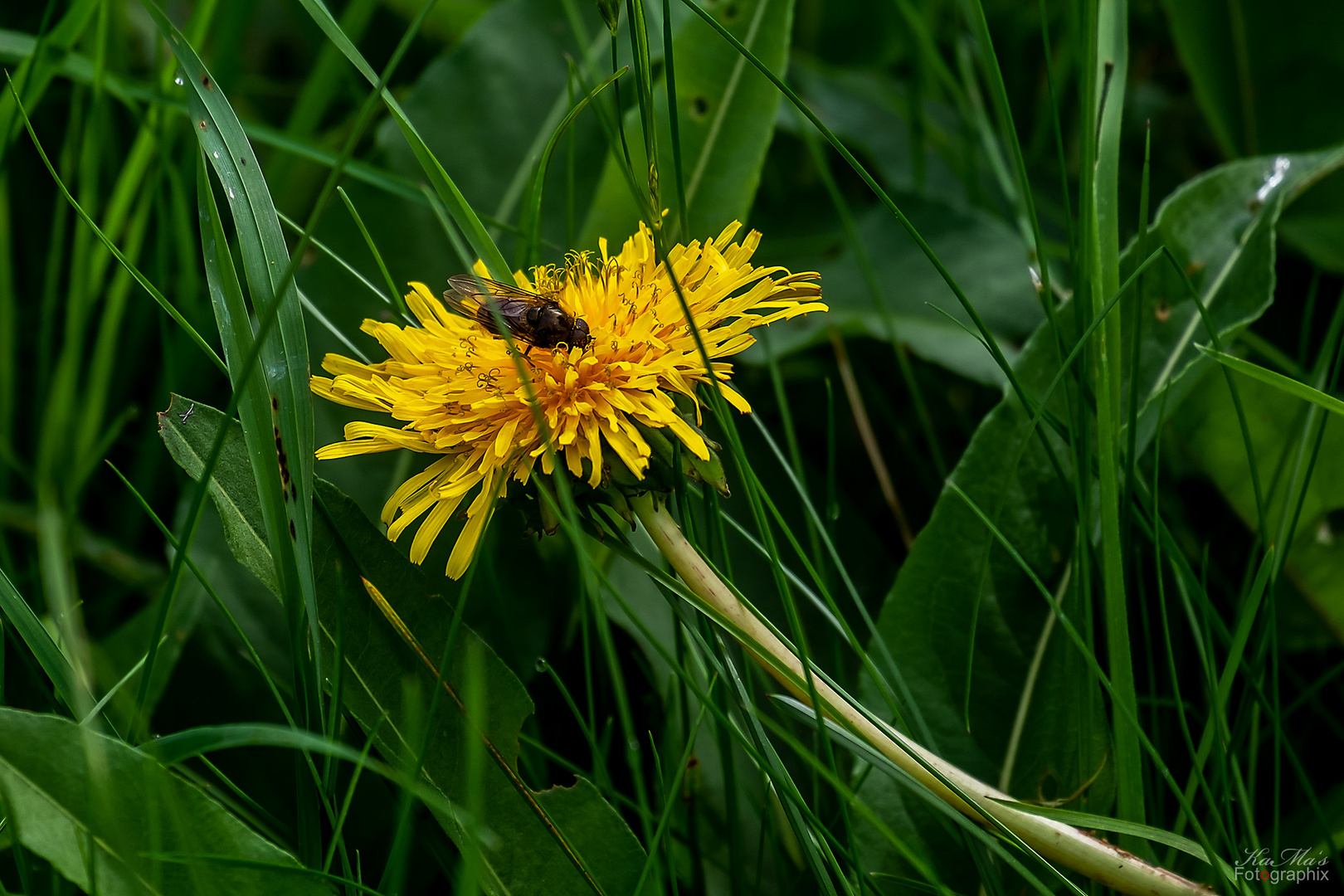 Blümchen mit Besuch