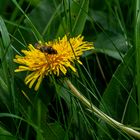 Blümchen mit Besuch