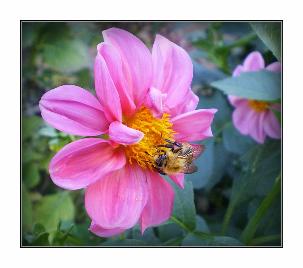 Blümchen mit Besuch:-)