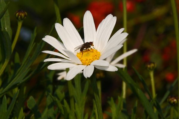 Blümchen mit Besuch