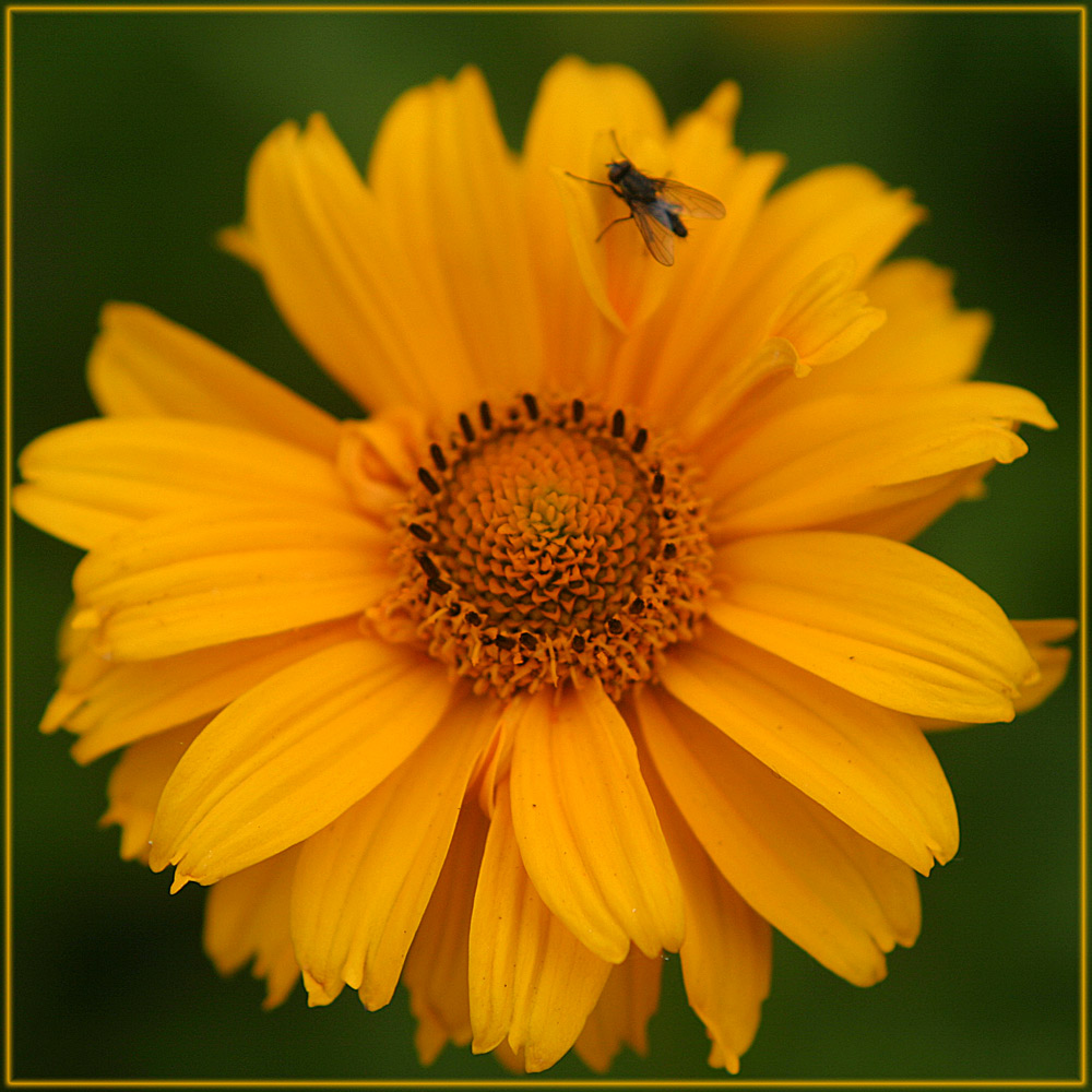 Blümchen mit Besuch