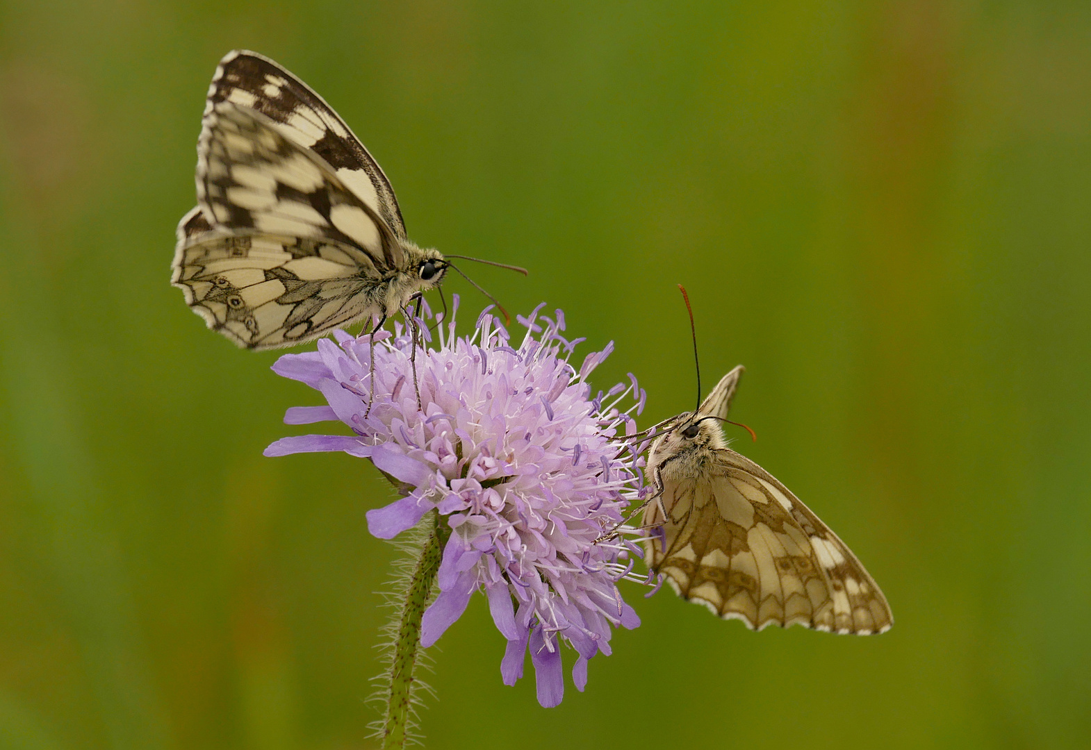 Blümchen mit Besuch