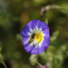 Blümchen mit Besucher