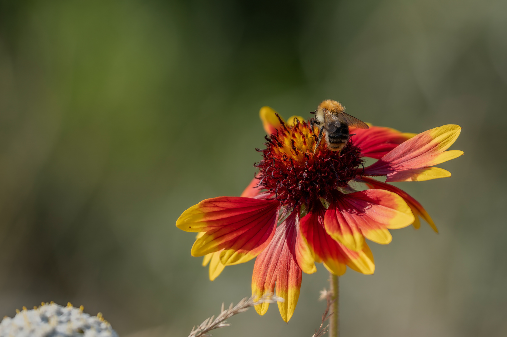  Blümchen mit Besucher 