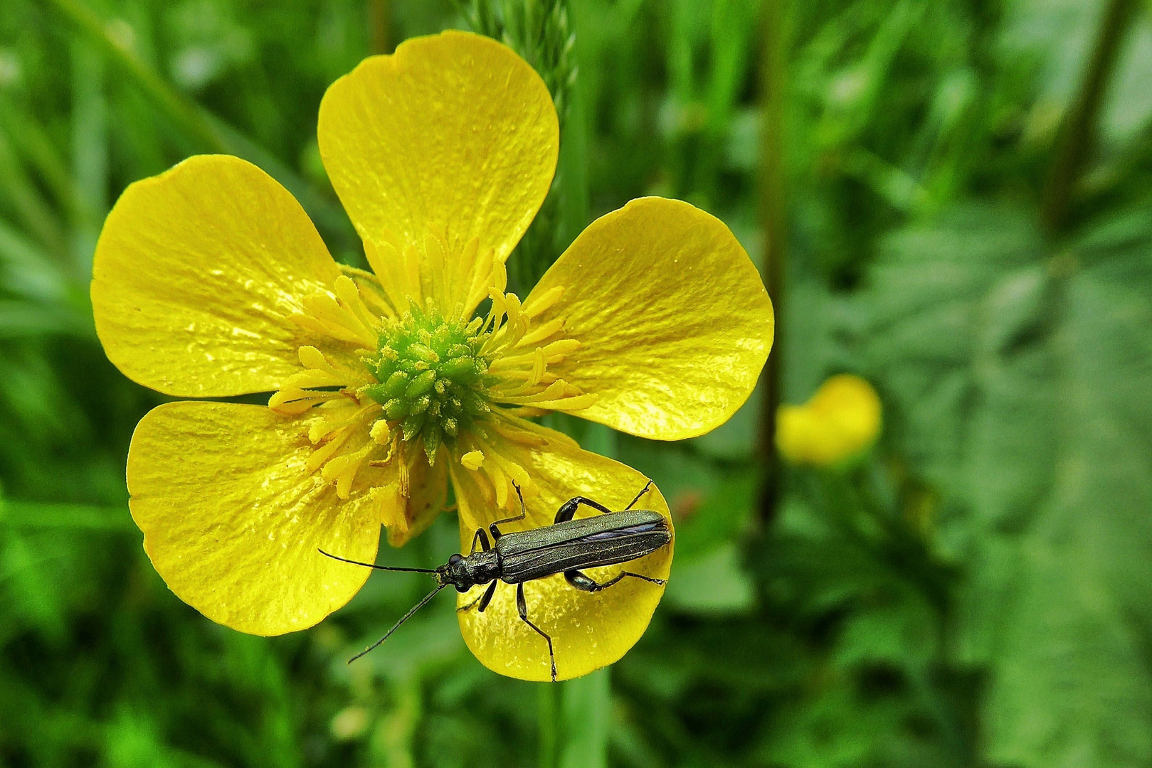 Blümchen mit Besucher